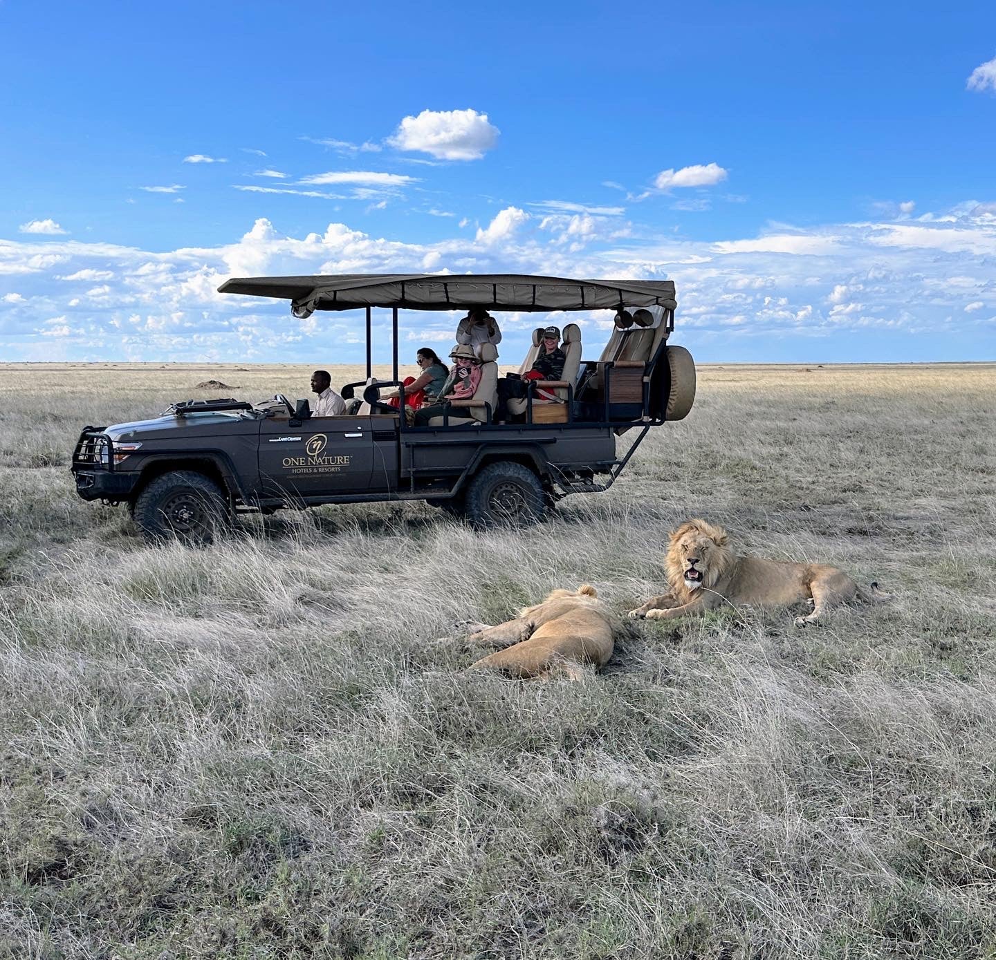 Tourists on safari admiring the African lions